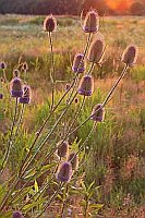 Wilde Karte im Gegenlicht
