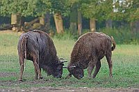 Wisentkuh Jungbulle rangelnd