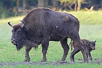 Wisentkuh mit Kuhkaelbchen
