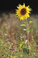 Sonnenblume auf Feld