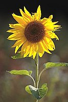 Sonnenblume Einzelbluete