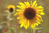 Sonnenblume im Gegenlicht