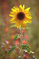 Sonnenblume roetl Hintergrund