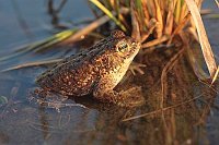 Kreuzkroete im Flachwasser