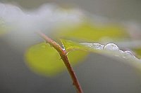 Rosenblatt mit Regentropfen