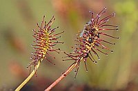 Sonnentau Mittlerer mit Insekt