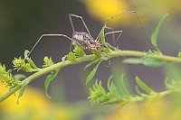 Weberknecht auf Goldraute