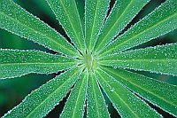 Lupinenblatt mit Tautropfen