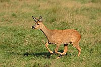 Reh auf Wiese laufend