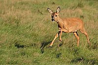 Reh auf Wiese startend