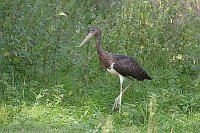 Schwarzstorch Jungvogel auf Wi