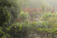 Teich im Morgenlicht