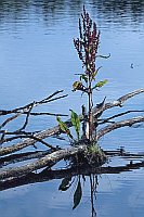 Sumpfampfer an Holz im Wasser