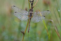 Heidelibelle mit Regentropfen