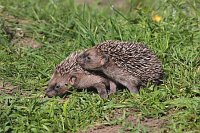Igel 2 junge