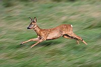 Reh im Sprung auf Wiese