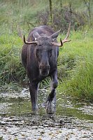 Elchbulle durch Teich gehend