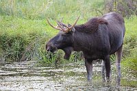 Elchbulle im Teich stehend