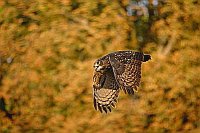 Uhu im Flug vor Herbstwald