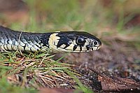 Ringelnatter Kopfportrait