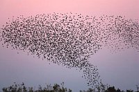 Starenschwarm Figur Windhose