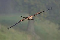 Rotmilan im Segelflug v vorn