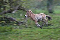 Przewalski Fohlen im Galopp