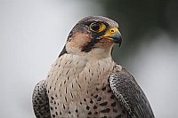 Wanderfalke Portrait Seite