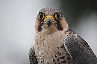 Wanderfalke Portrait v vorn