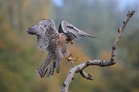 Wanderfalke a Warte landend