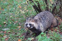 Marderhund unter Busch