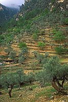 Mallorca terrassierte Haenge