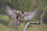 Wanderfalke im Landeanflug