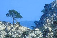 Tramuntana Gebirge Aleppokiefe