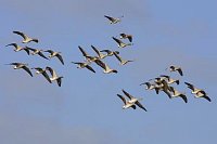 Graugaense am Himmel fliegend