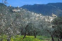 Mallorca Andraitx Mandelbluete