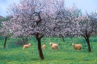 Mandelbaeume mit Schafen