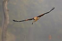 Rotmilan im Flug von vorn