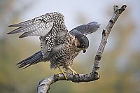 Wanderfalke a Ast balancierend