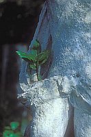 Garten Raixa Statue mit Pflanz