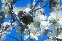 Mandelbaum Bluete Frucht