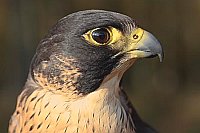 Wanderfalke Kopf v Seite