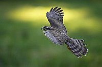 Sperber im Aufwaertsflug