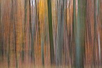 Wald im Herbst kuenstl