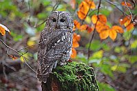 Waldkauz auf Baumstumpf