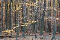 Wald mit gelbem Herbstlaub