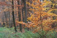 Waldrand mit Herbstlaub