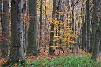 Buchenwald im Herbst