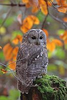 Waldkauz auf Baumstumpf Herbst