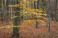 Buchenwald Herbstlaub